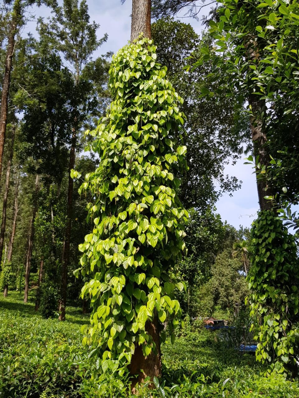 Munnar Tea Estate Bungalow Villa in Kerala