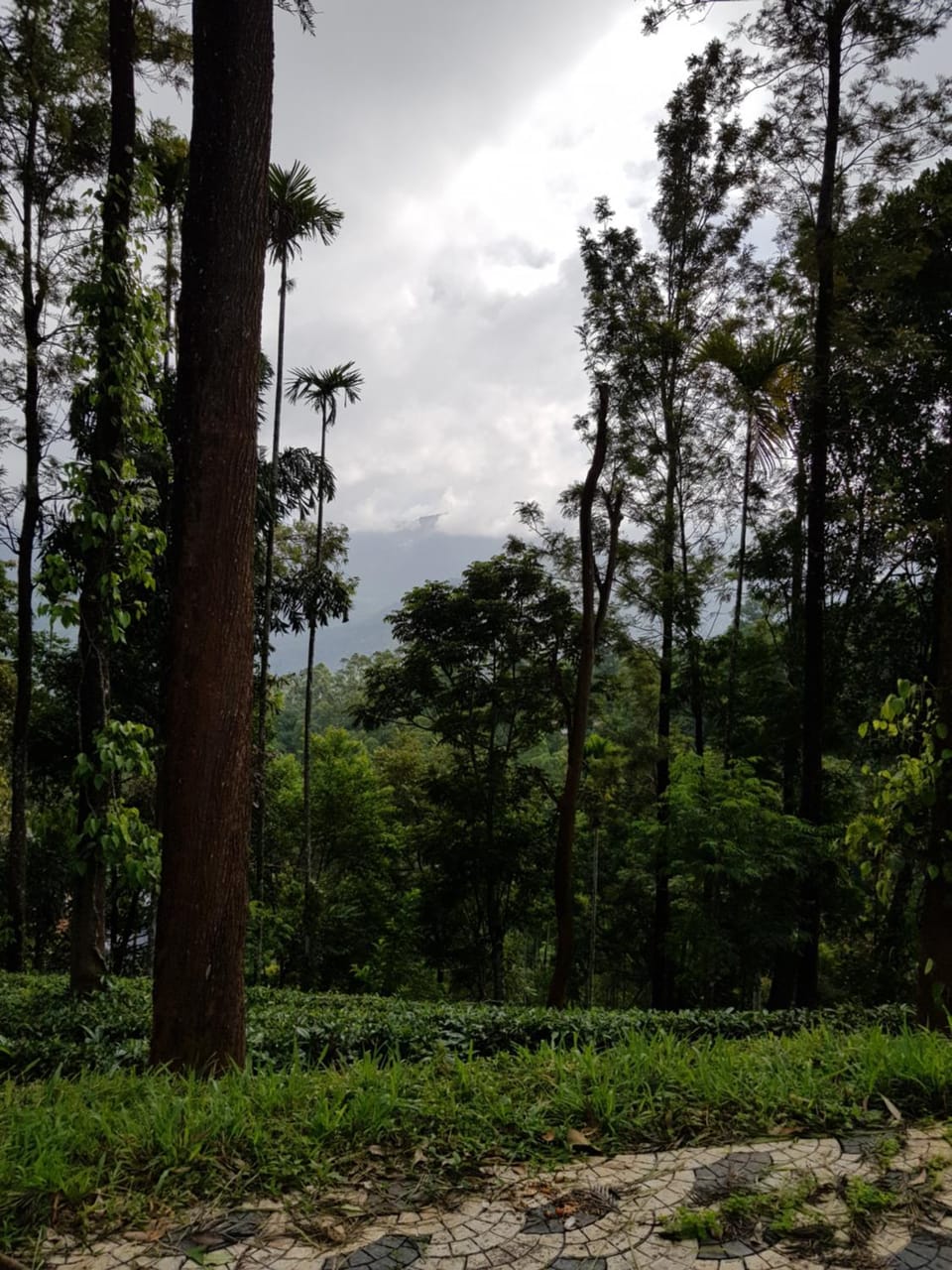 Munnar Tea Estate Bungalow Villa in Kerala