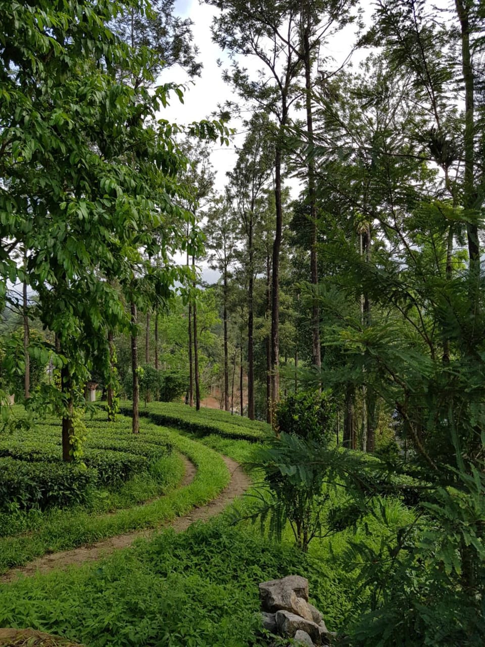 Natural landscape, Garden view