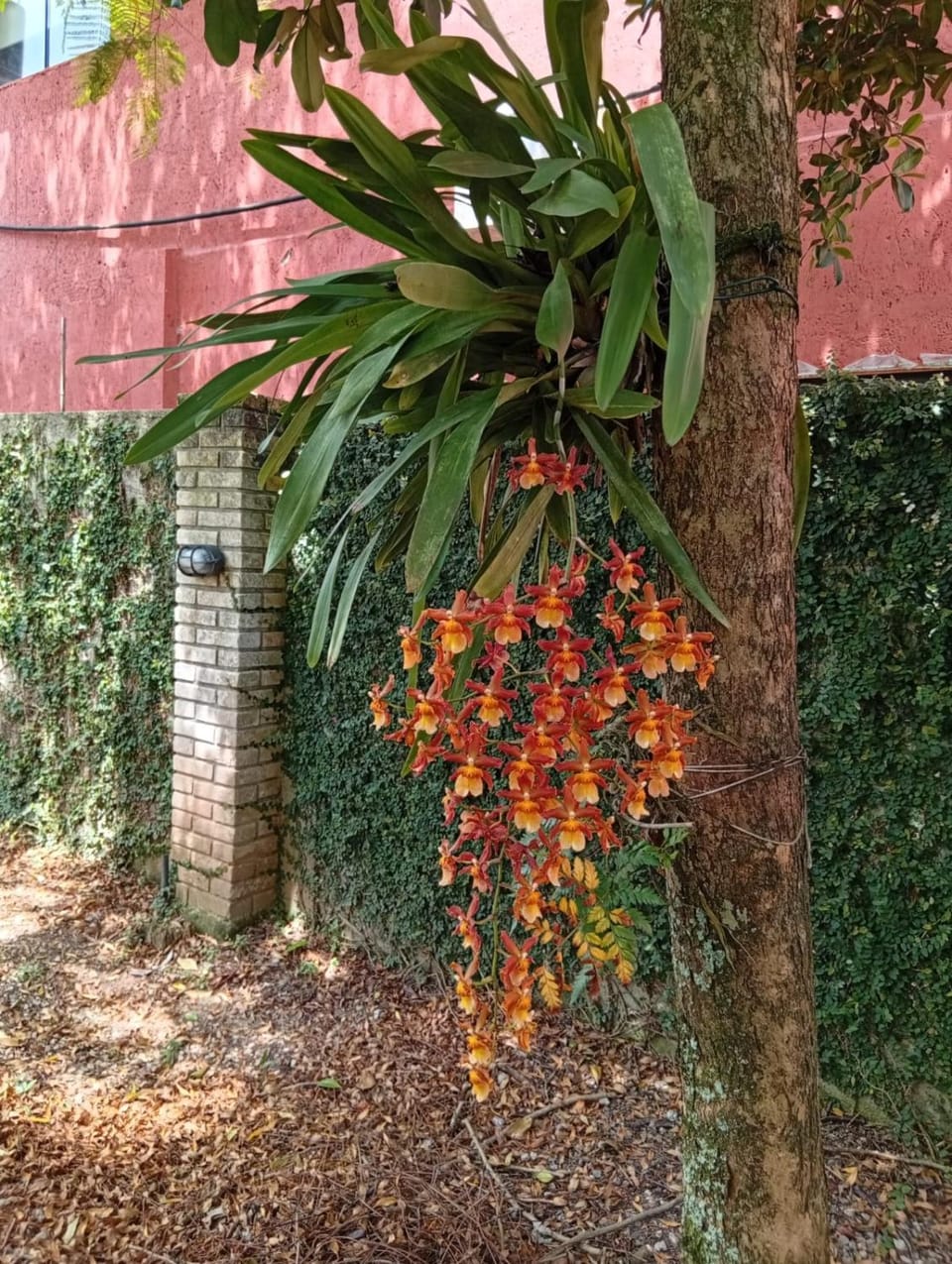 Spring, Garden