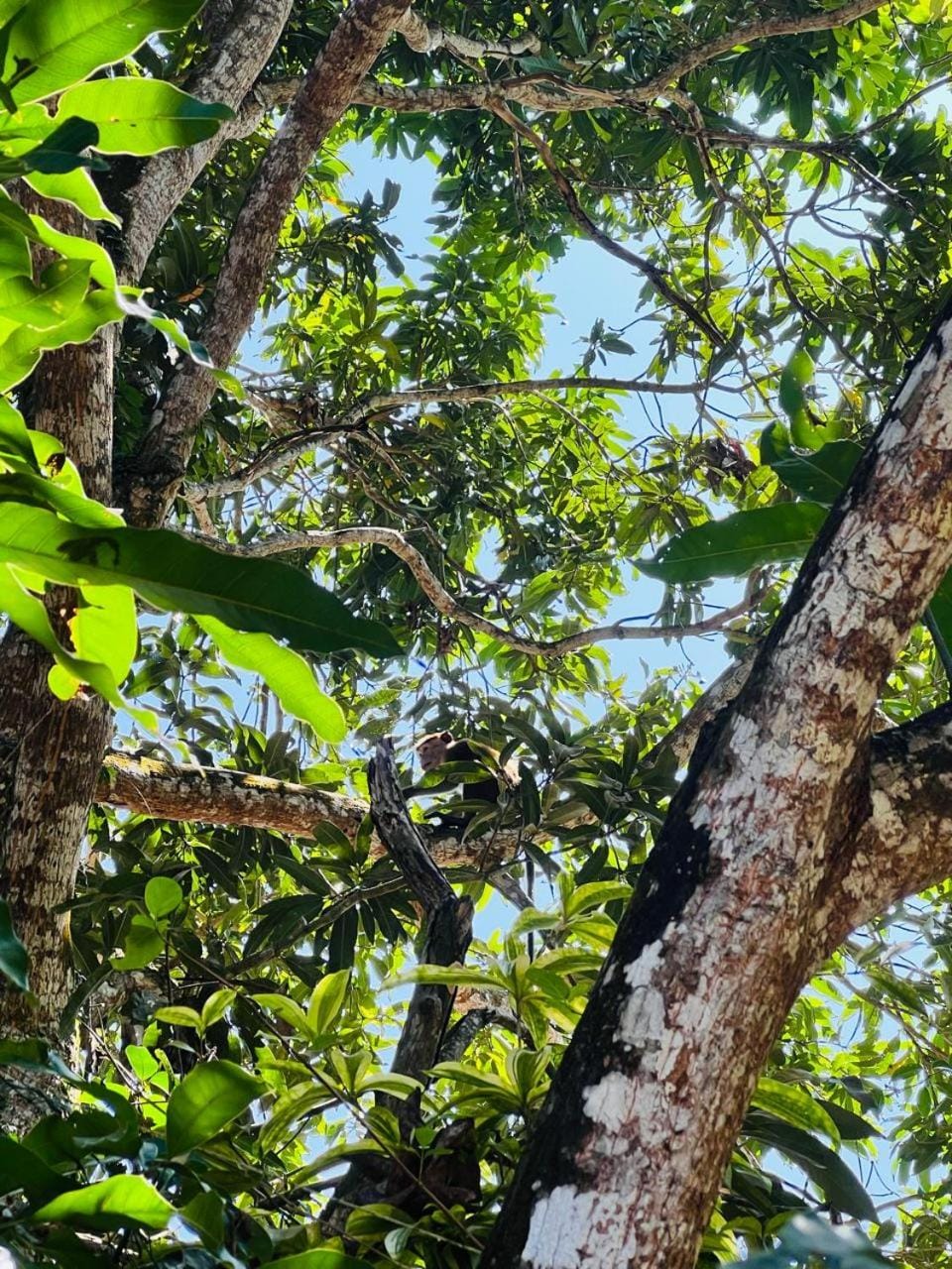 Jungle Escape Hiriketiya Bed and Breakfast in Southern Province