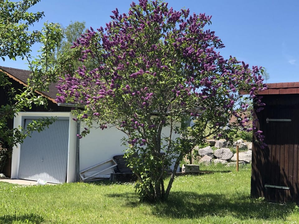 Spring, Garden