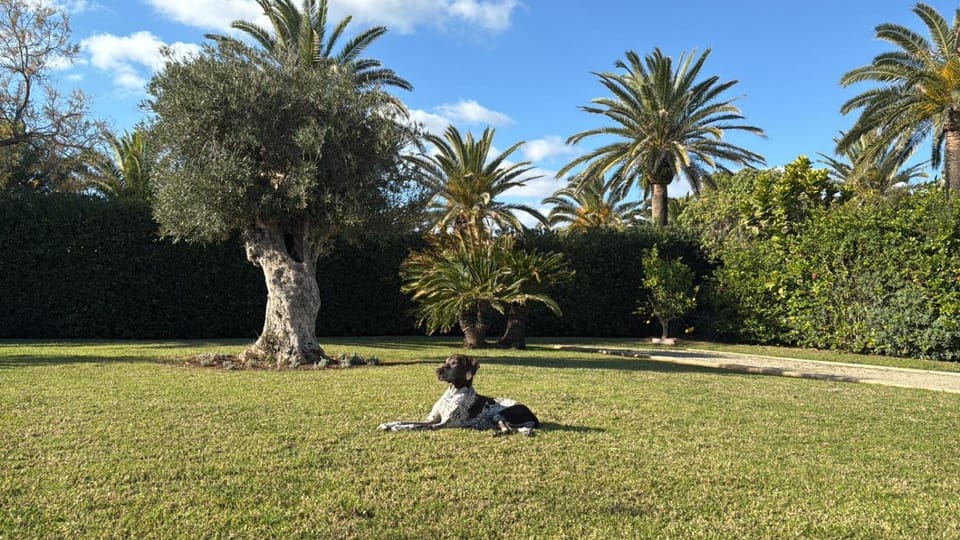 Off site, Day, Natural landscape, Garden, Pets, Garden view