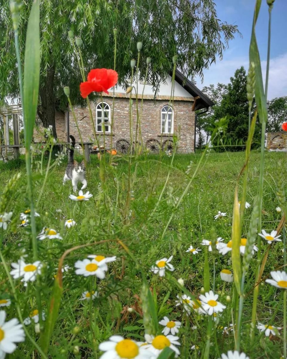 Tetrebov salas in the peaceful fields House in Novi Sad