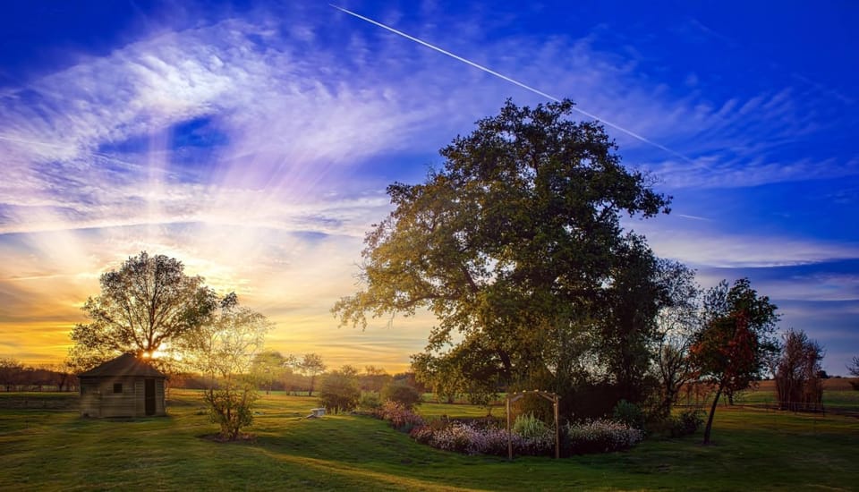 Garden view