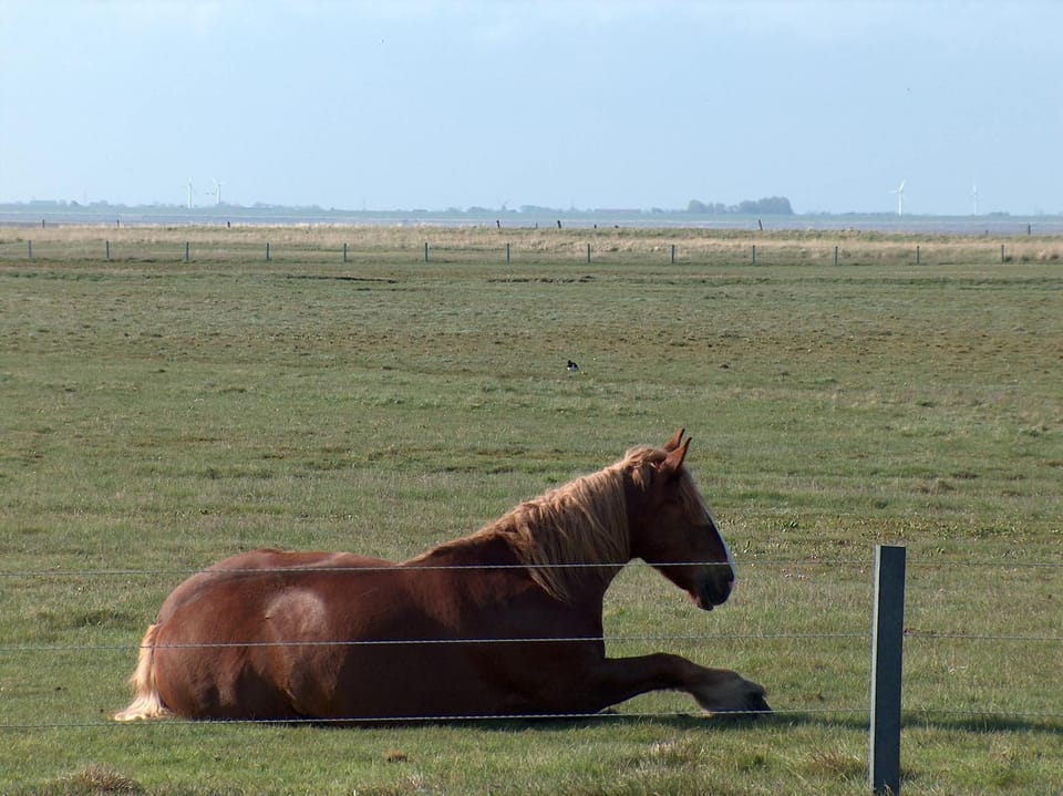 Animals
