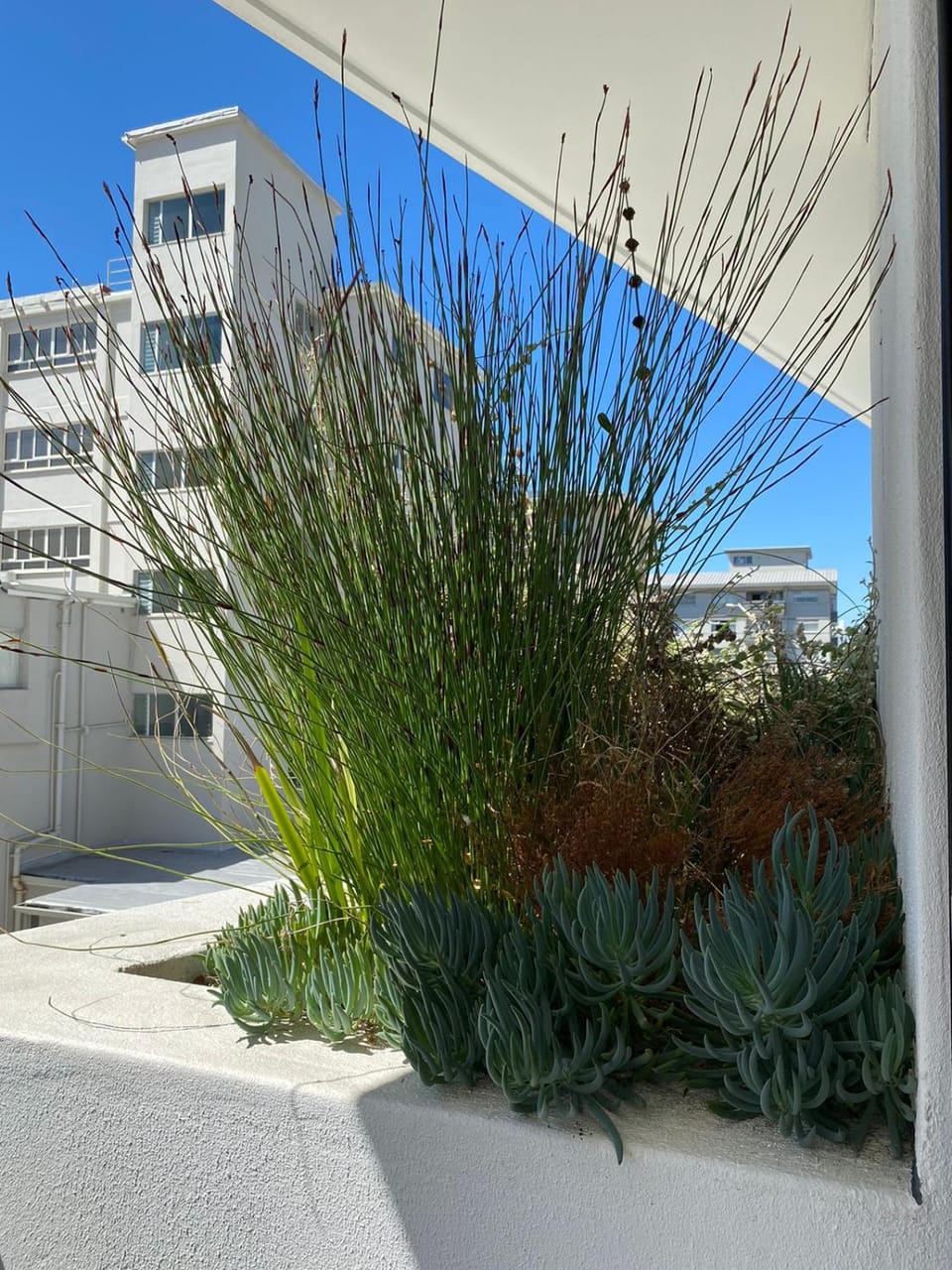 Stay Blissful at The Flamingo Apartment in Sea Point