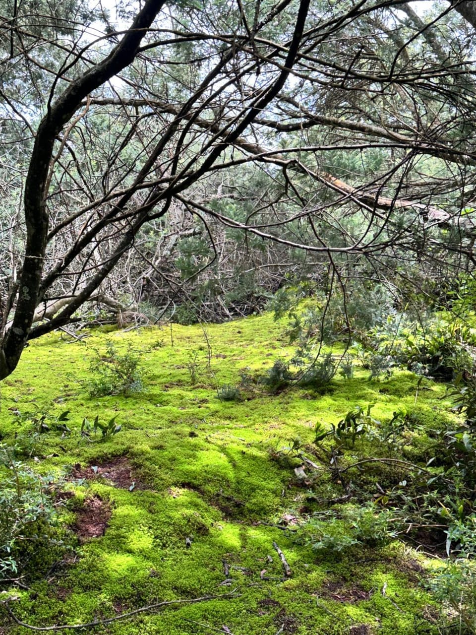 Natural landscape, Garden