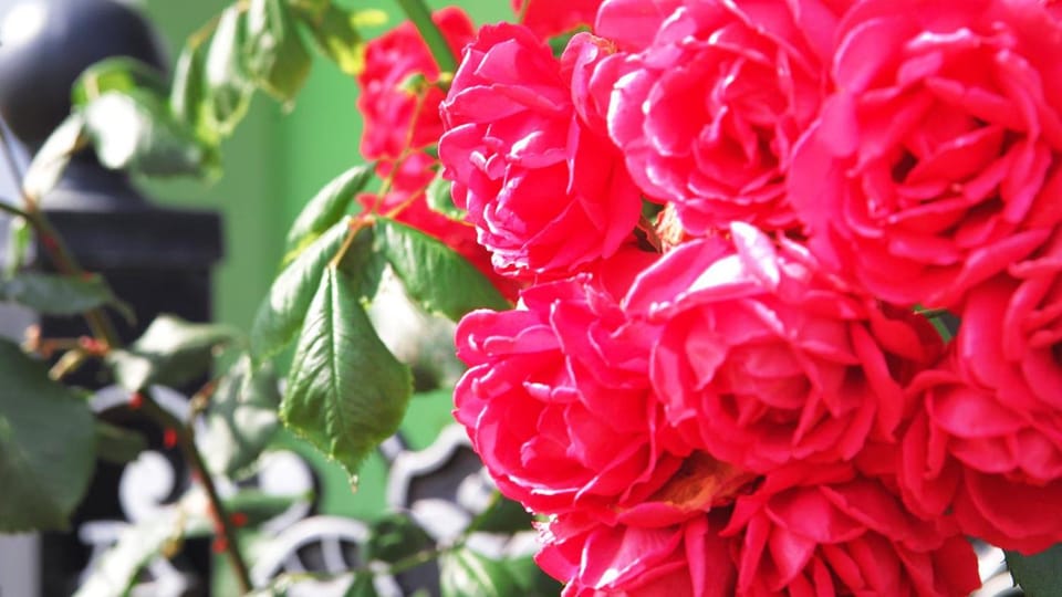 Ever Rose Pension Bed and Breakfast in South Korea