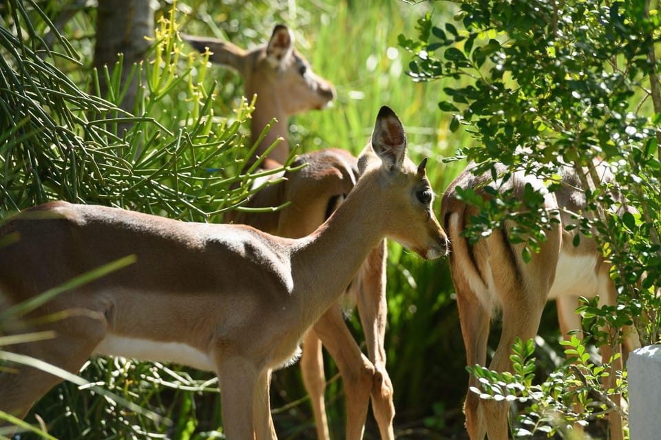 Animals
