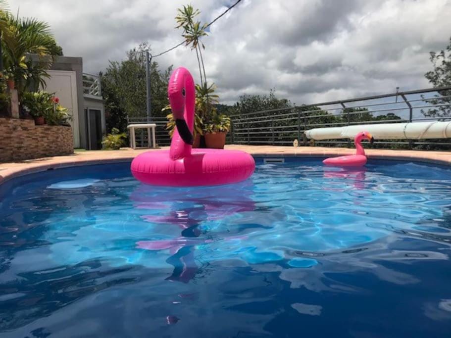 Day, Pool view
