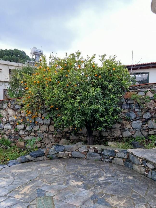 Spring, Day, Garden view