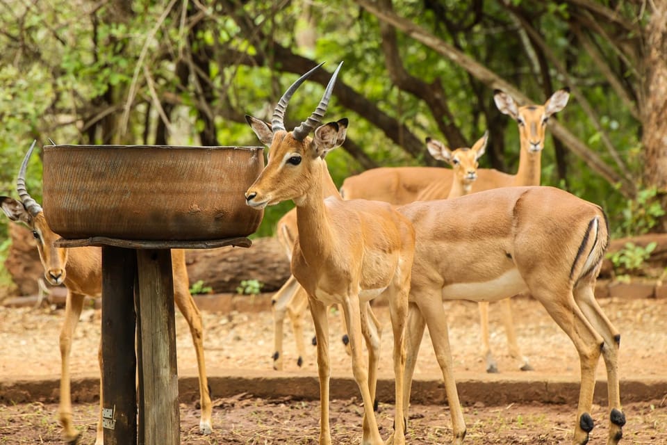 Day, Animals