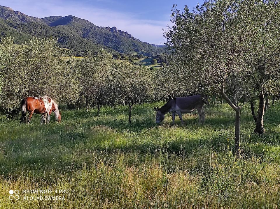 Natural landscape, Animals, Mountain view