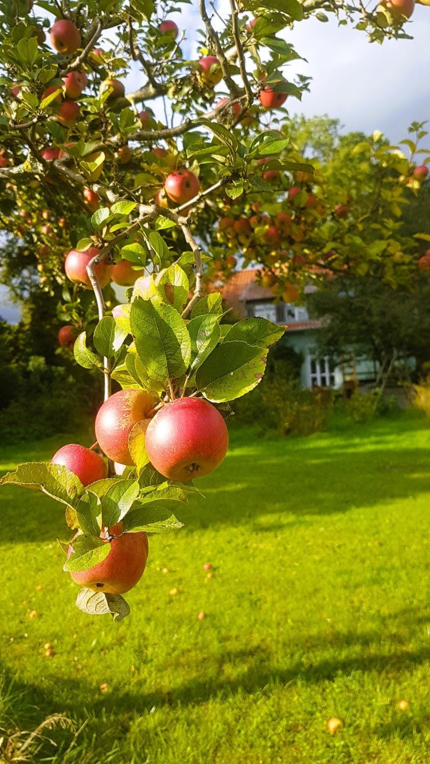 Day, Natural landscape, Summer, Garden, Garden view