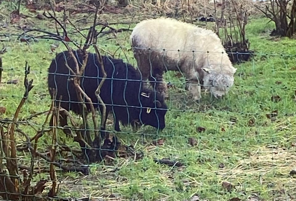 Animals