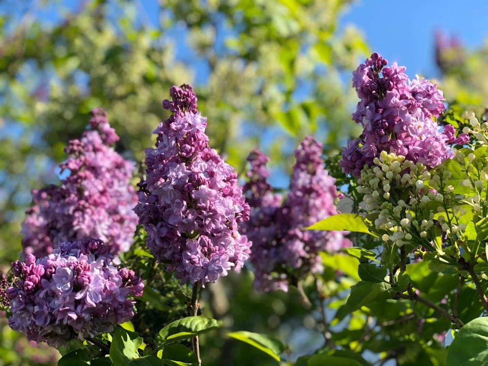 Spring, Day, Garden, Garden view