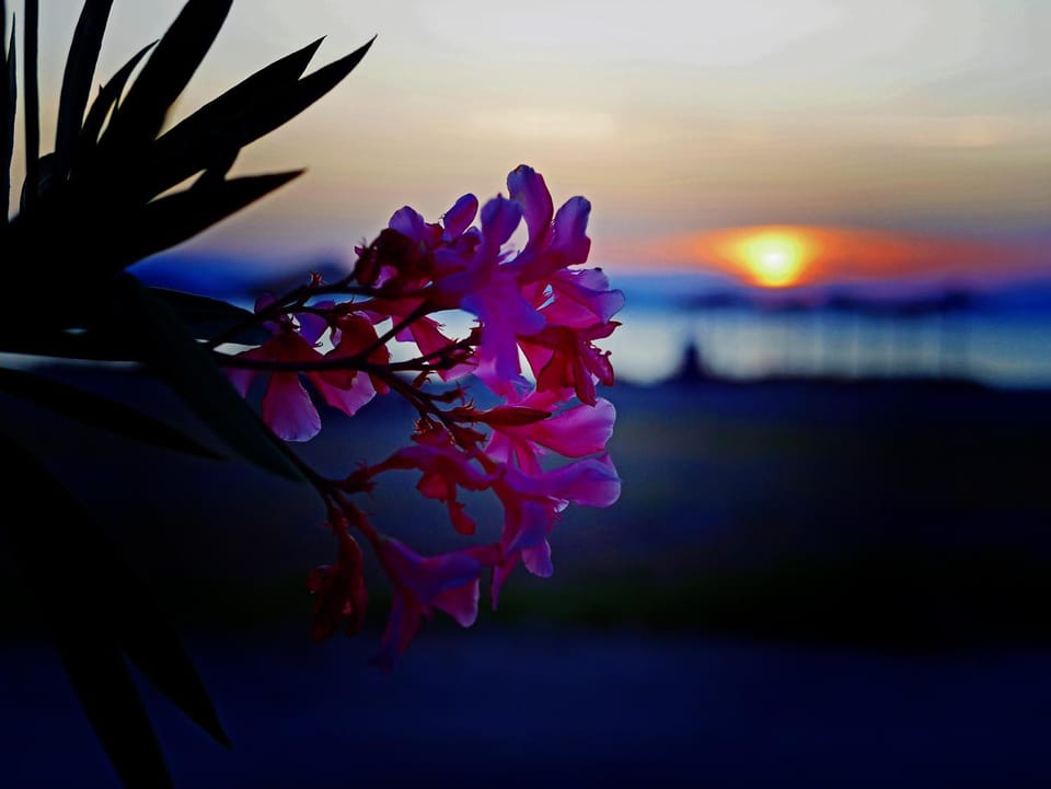 Neighbourhood, Natural landscape, Beach, Sunset