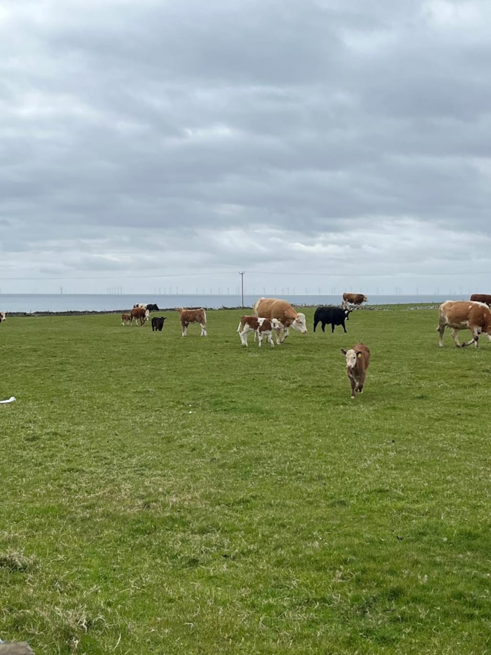 Farr North Lodge 1 By The Sea Nature lodge in Wick