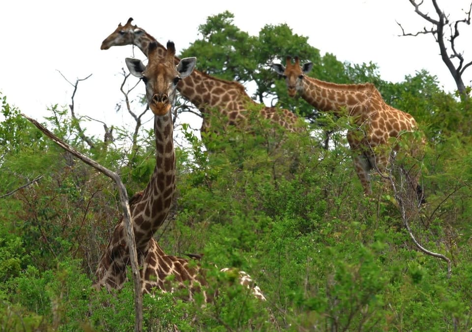 Animals