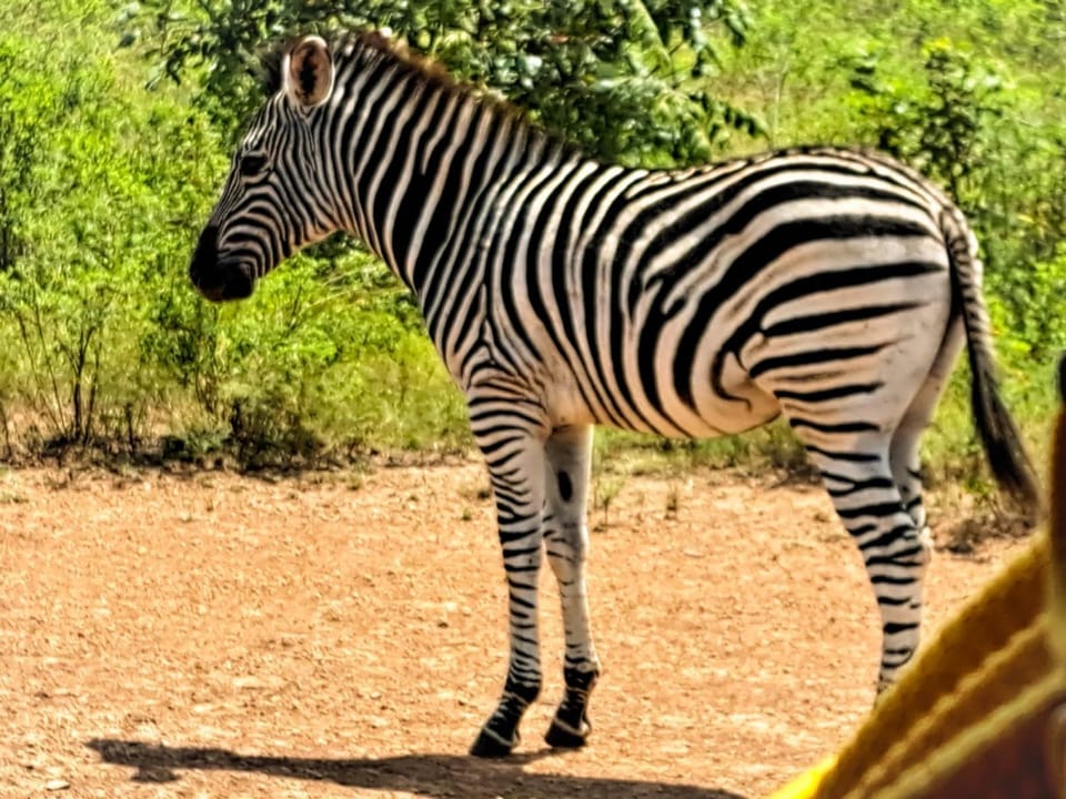 Animals