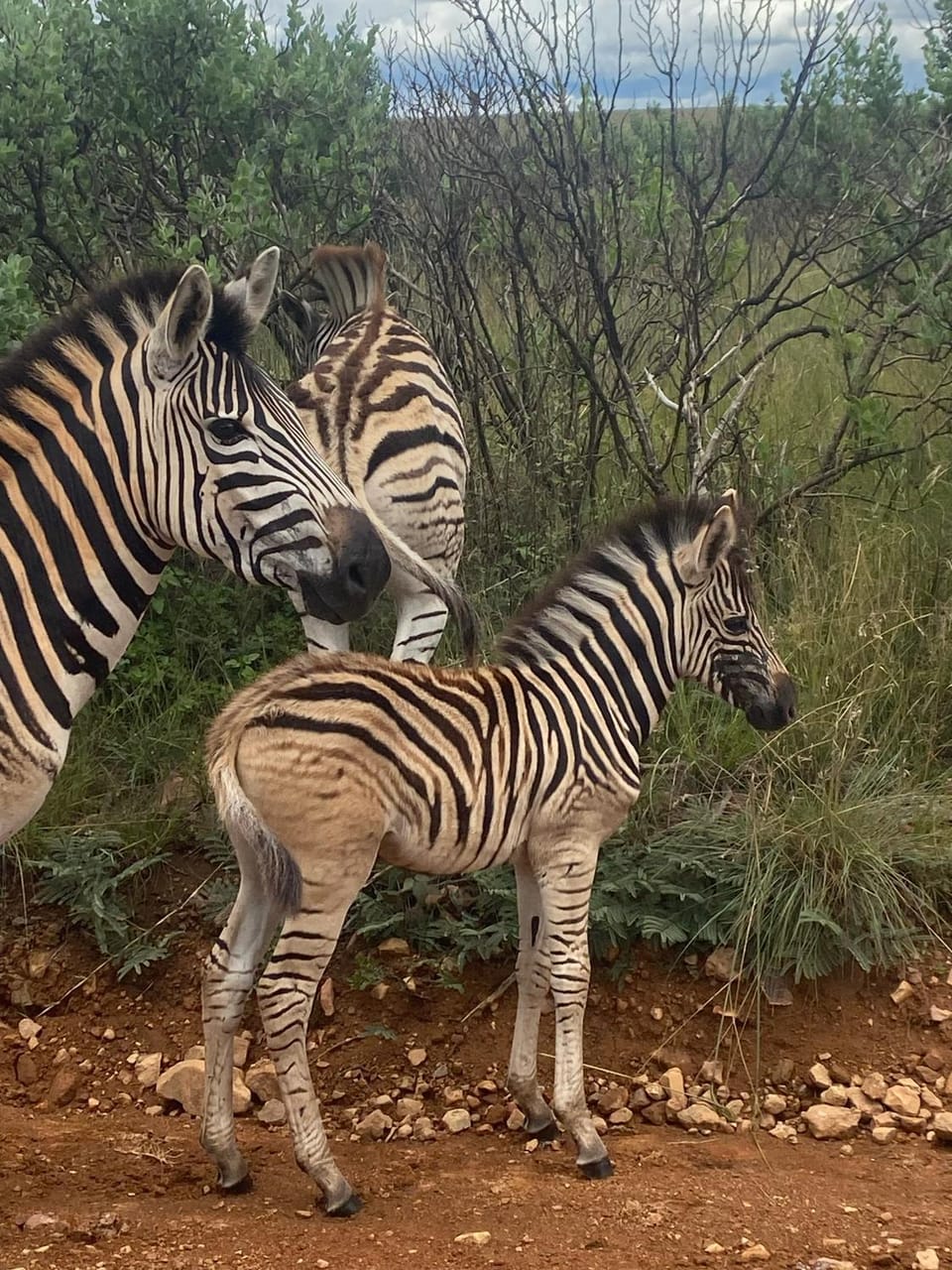Animals