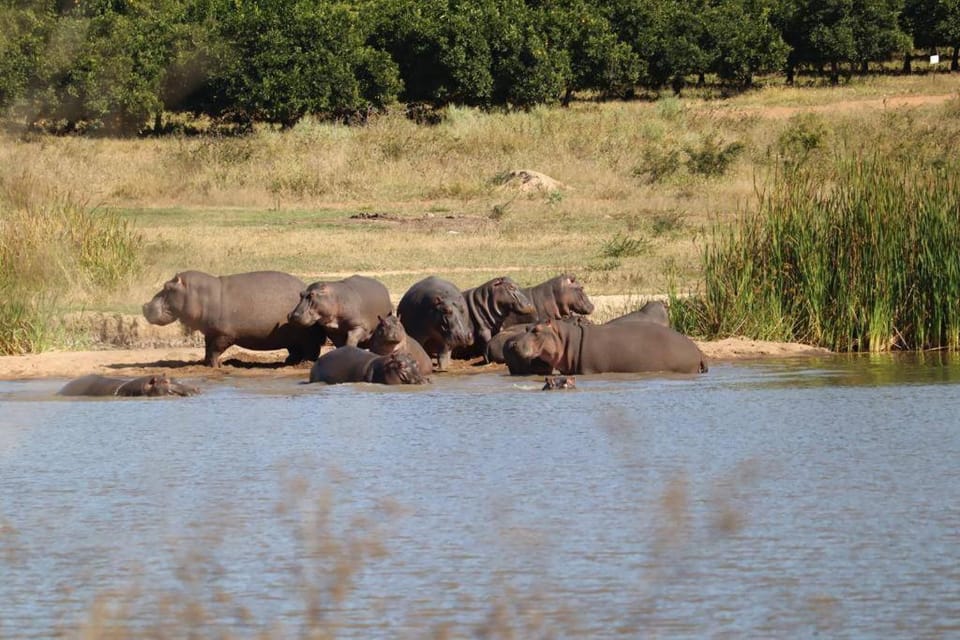 Natural landscape, Animals