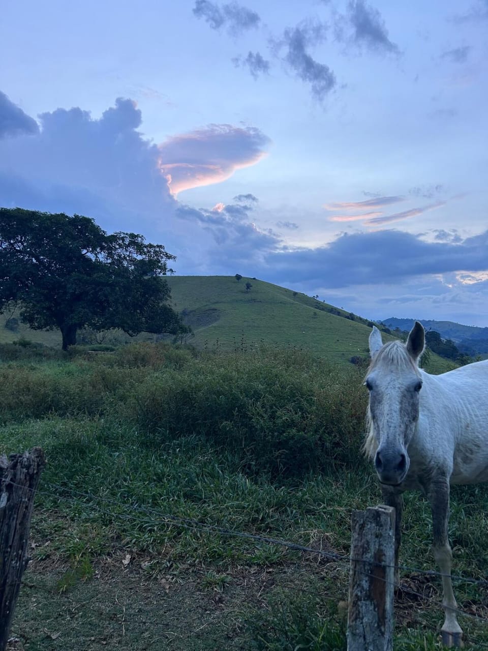 Natural landscape, Animals