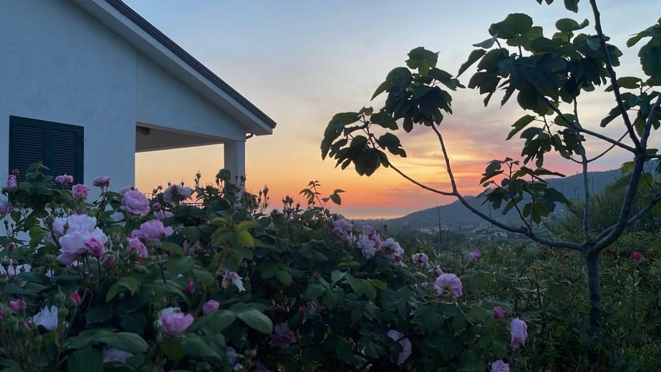 Spring, Day, Natural landscape, Garden, Garden view, Sunset