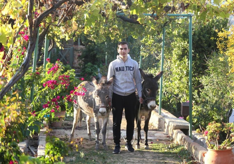 Day, Garden, Animals, Garden view