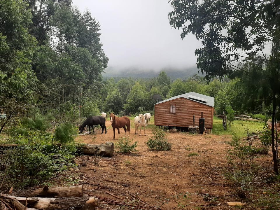 Day, Natural landscape, Animals