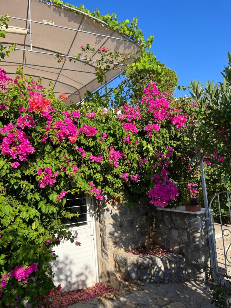Spring, Day, Garden view