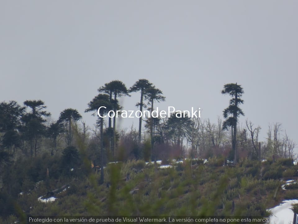 Corazon de Panki House in Araucania, Chile