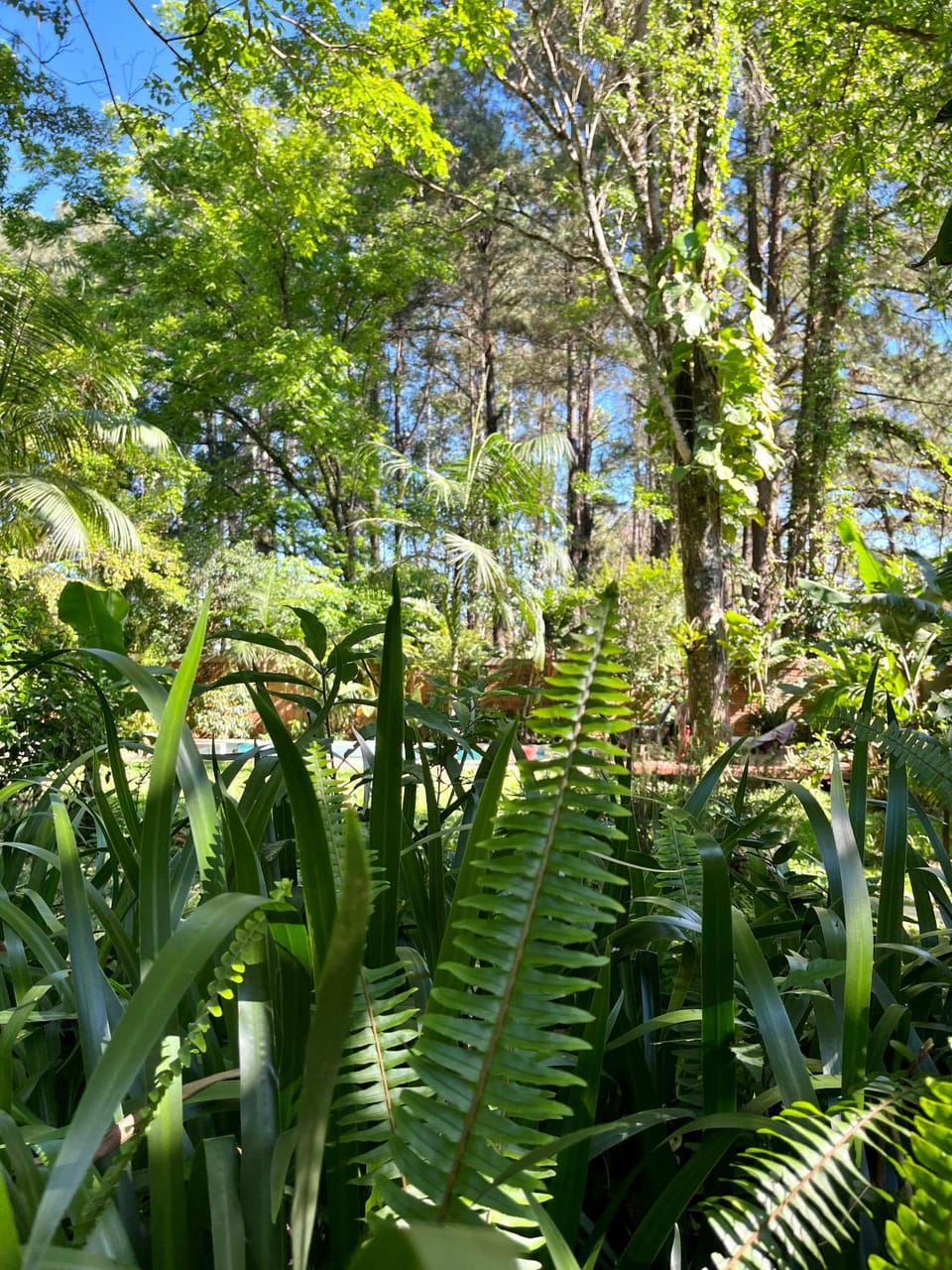 Day, Natural landscape, Garden
