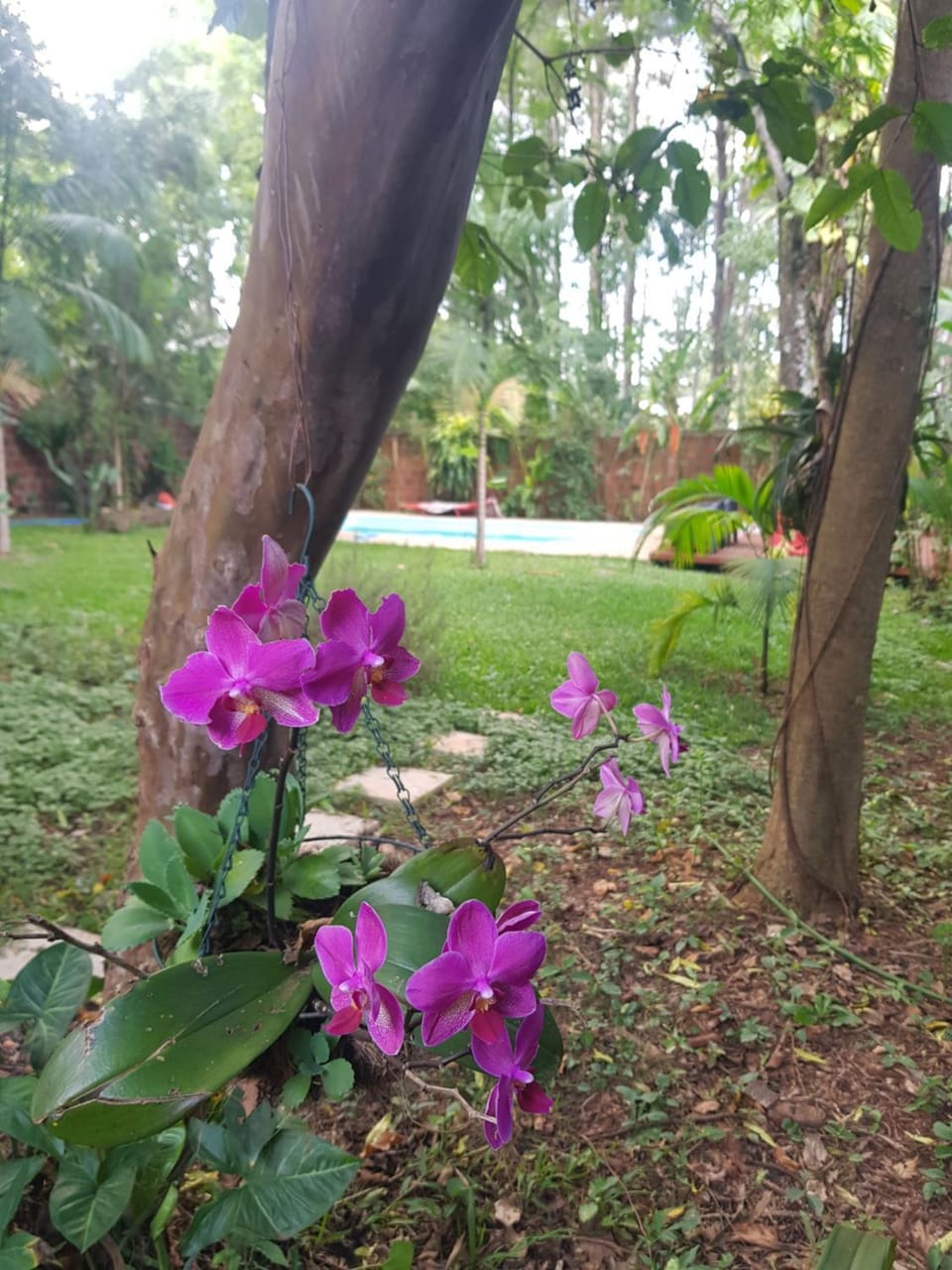 Garden view