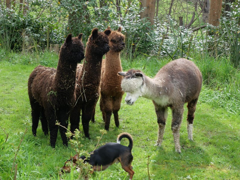 Animals
