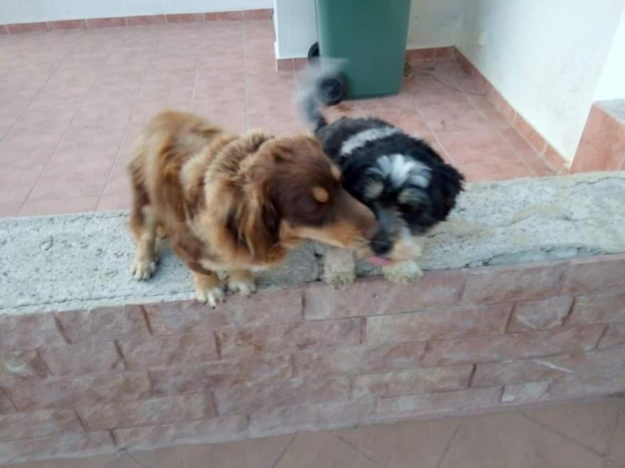 Pets