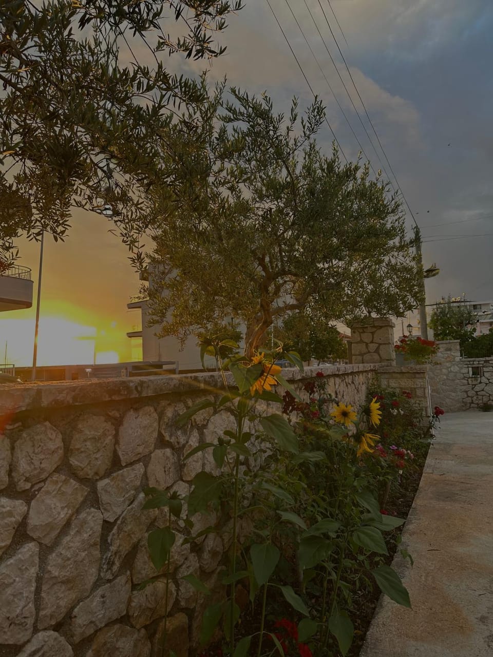 Garden, Garden view, Sunset