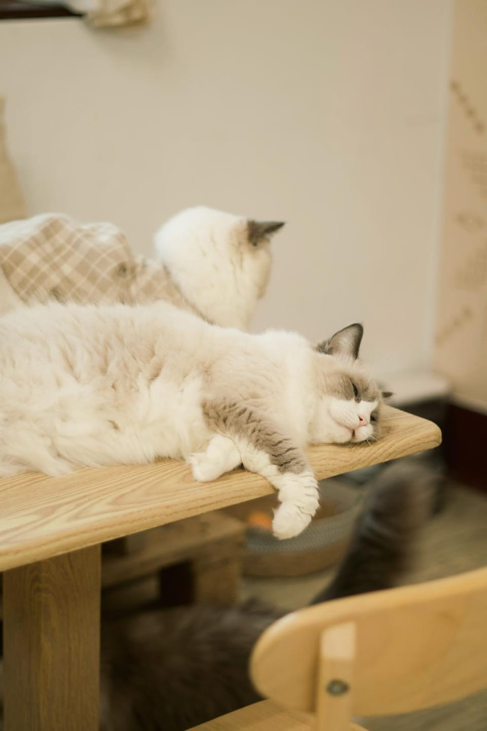 Pets