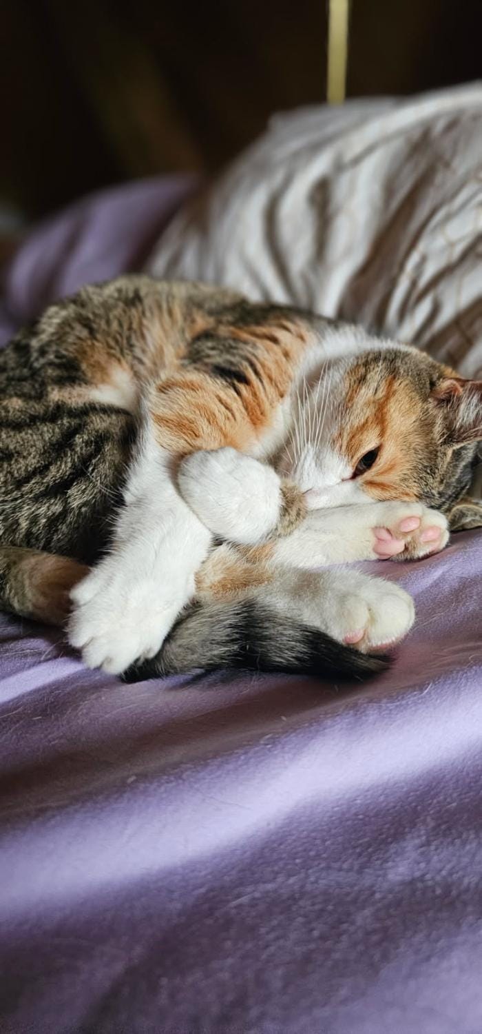 Pets