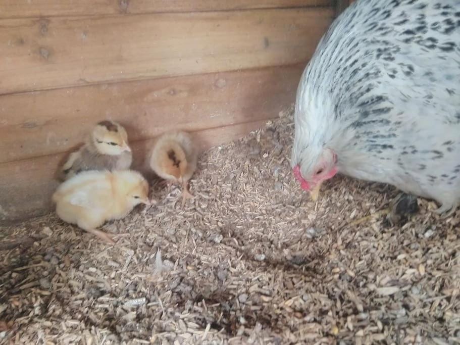 Blackberry Annex. Detached cottage. Rural location House in Horsham District