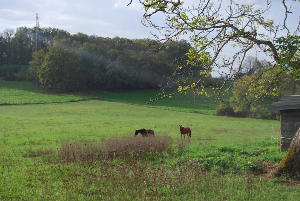 Day, Natural landscape, Animals