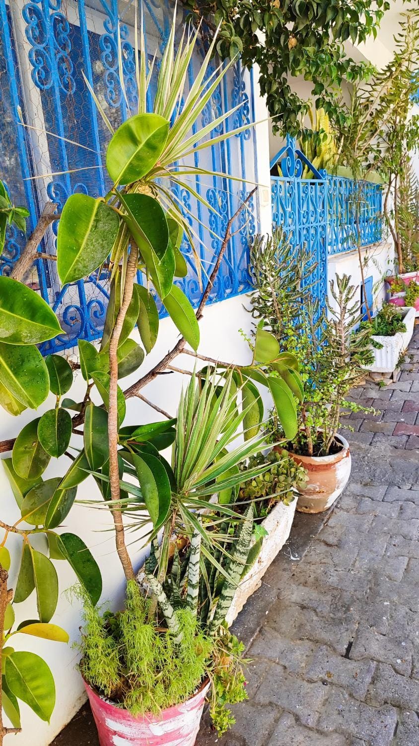Cosy Appartement in "Sidi Bou Said" Apartment in Tunis Governorate, Tunisia
