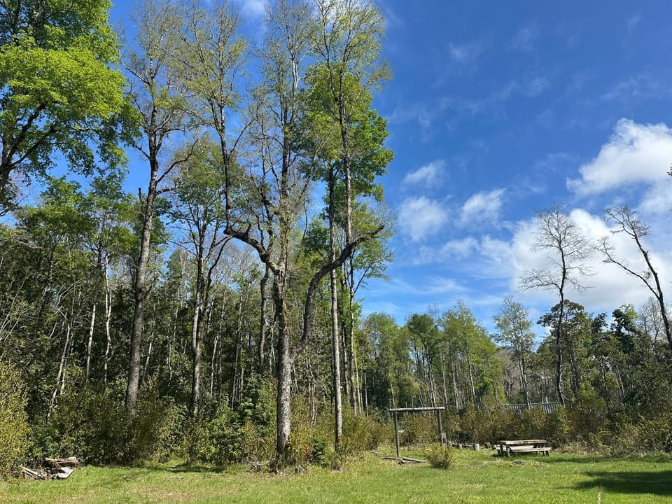 Spring, Day, Natural landscape