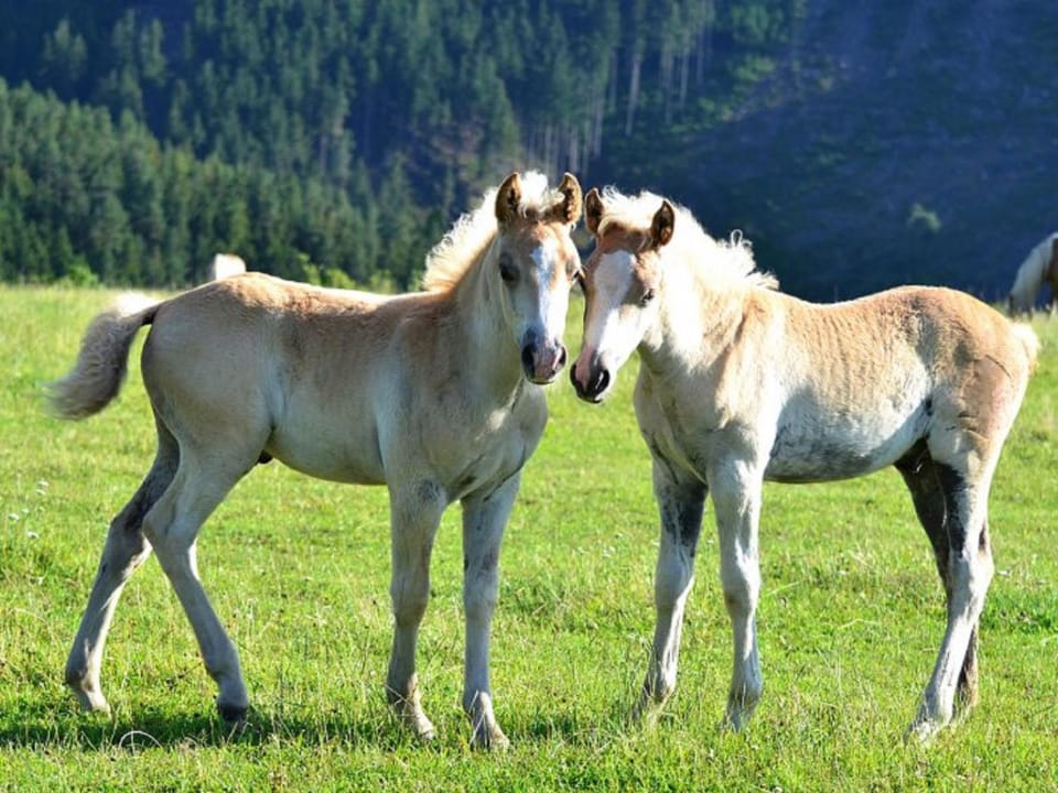 Animals