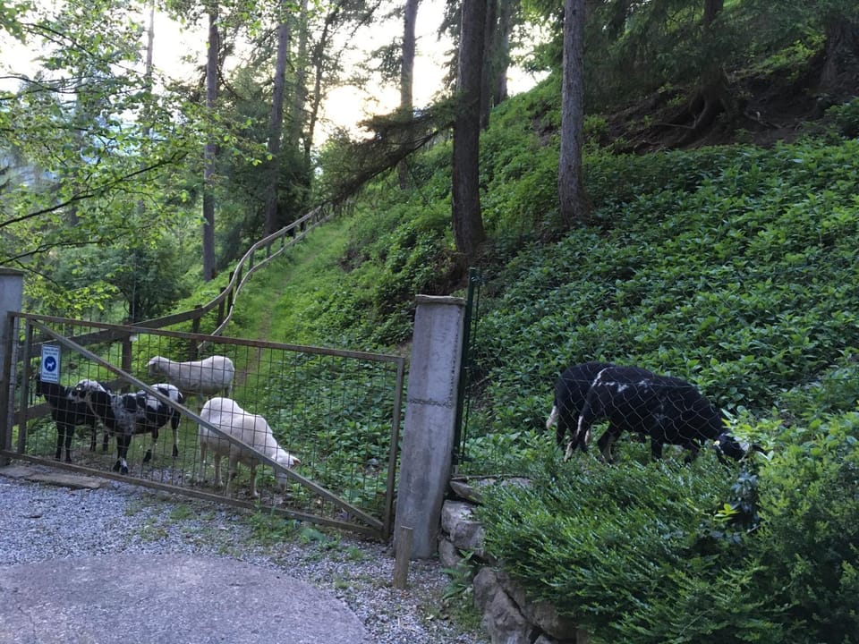 Day, Natural landscape, Animals