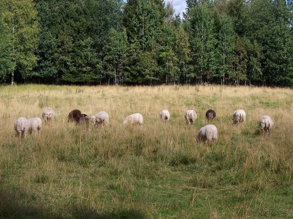 Natural landscape, Animals