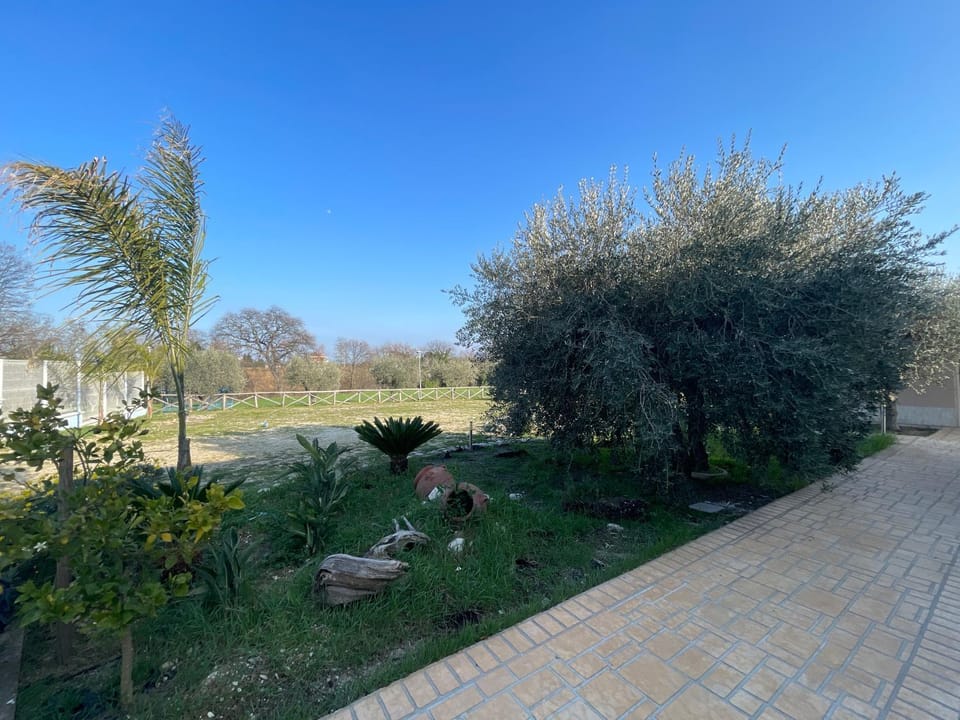 Garden, Garden view, Inner courtyard view