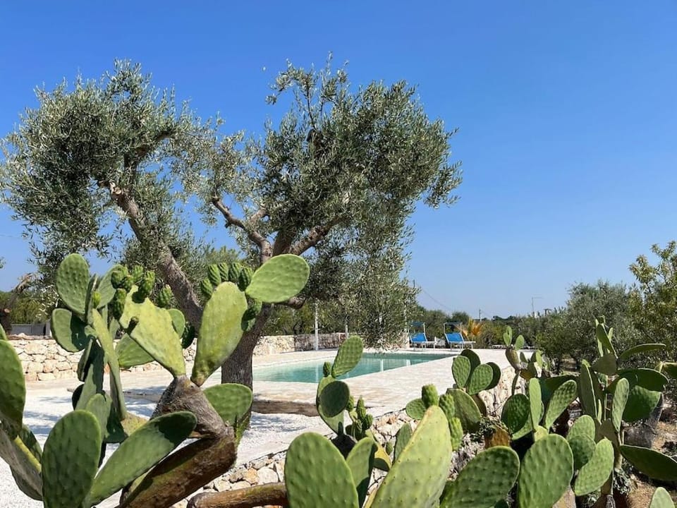 Day, Garden, Swimming pool