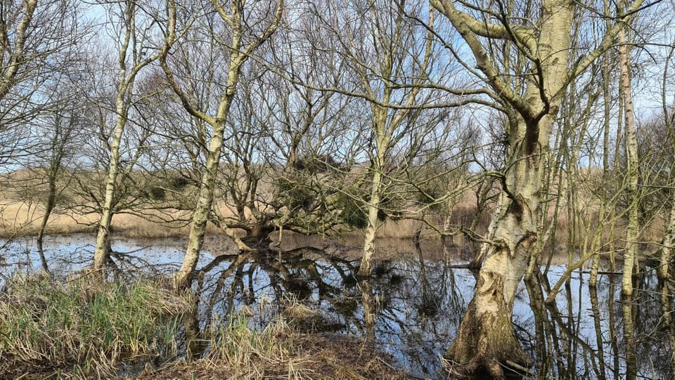 Natural landscape